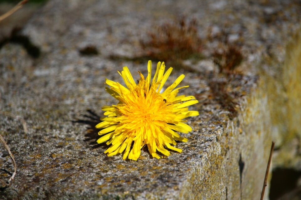 Bloom stone wild flower