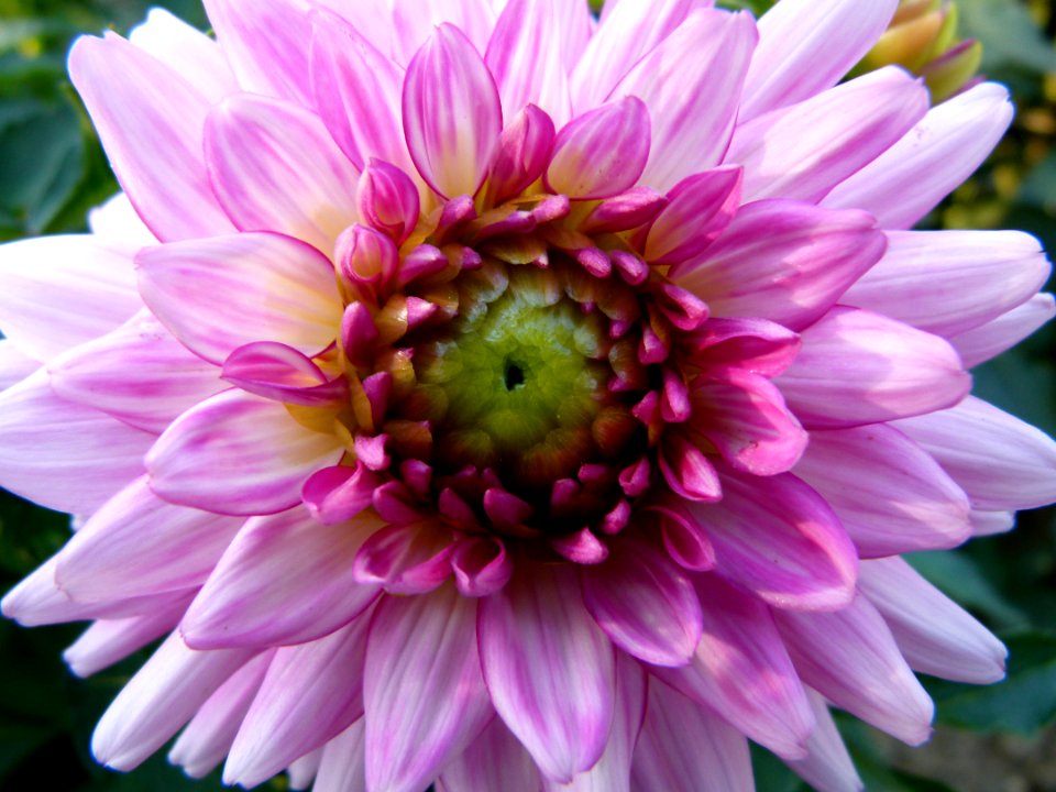 Concours International du Dahlia 2012 Parc Floral Paris 7