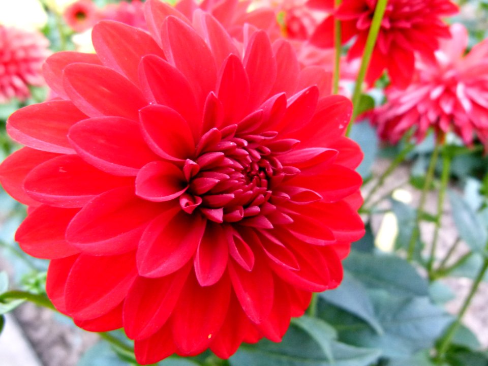 Concours International du Dahlia 2012 Parc Floral Paris 4