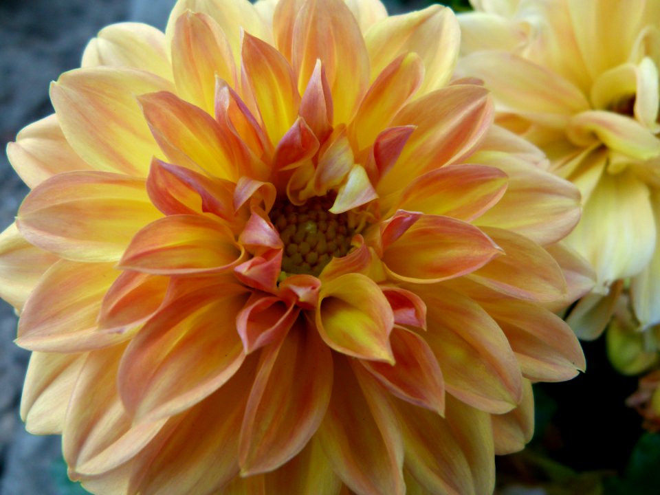 Concours International du Dahlia 2012 Parc Floral Paris 10