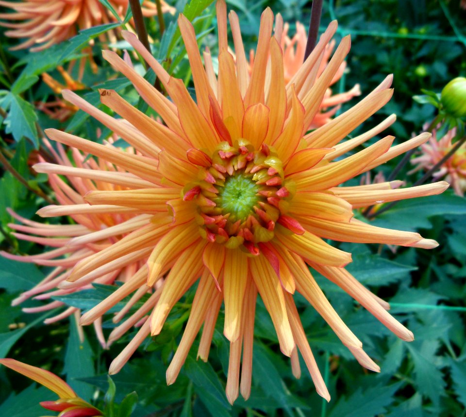 Concours international du Dahlia 2012 au Parc Floral de Paris 6