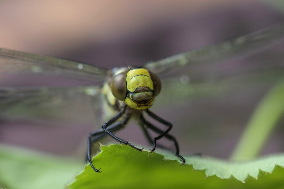 Close up macro nature