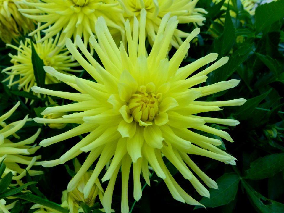 Concours international du Dahlia 2012 au Parc Floral de Paris 8