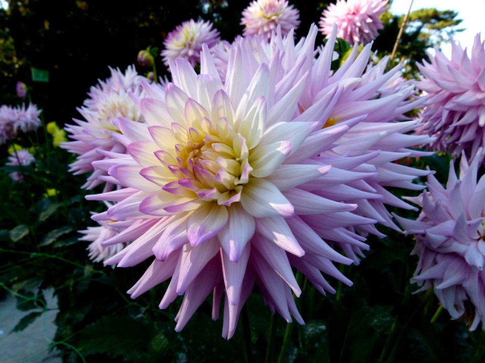 Concours international du Dahlia 2012 au Parc Floral de Paris 78