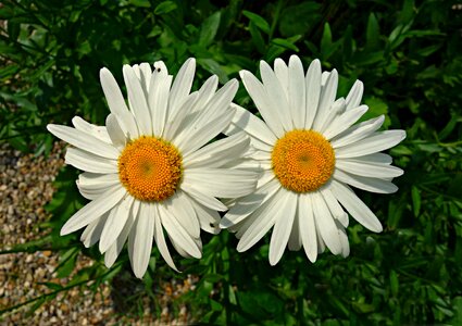 Blossom blooming plant photo