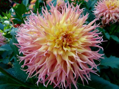 Concours international du Dahlia 2012 au Parc Floral de Paris 64