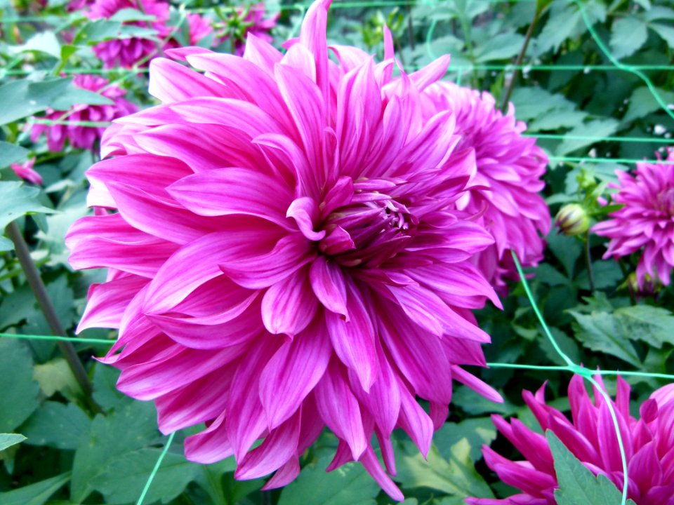 Concours international du Dahlia 2012 au Parc Floral de Paris 60