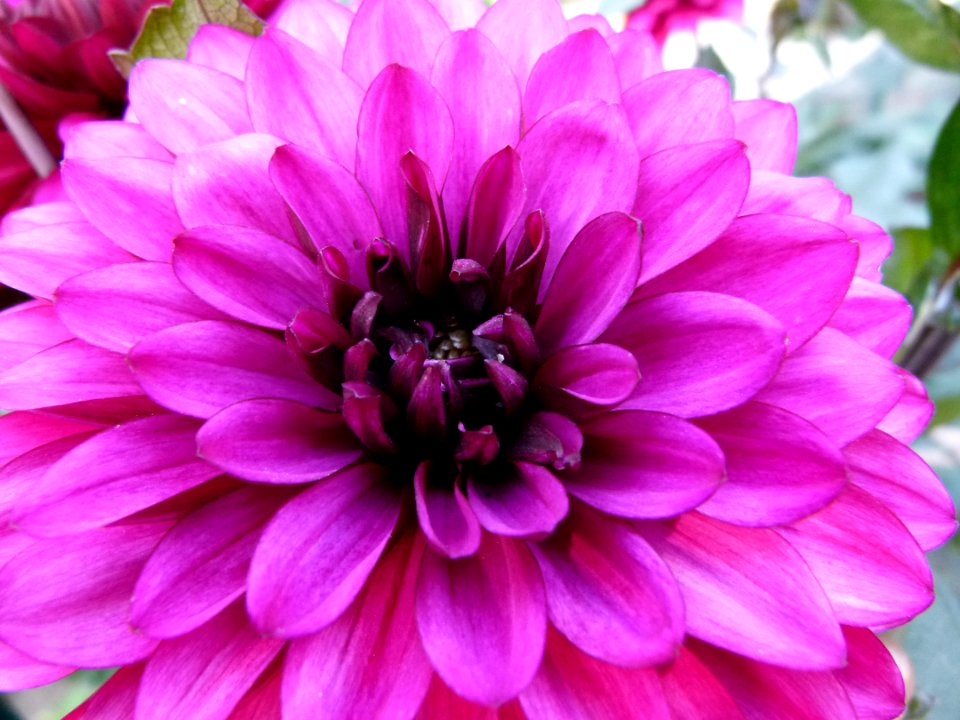 Concours International du Dahlia 2012 Parc Floral Paris 11