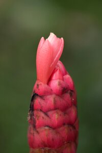 Flowers pistils petals
