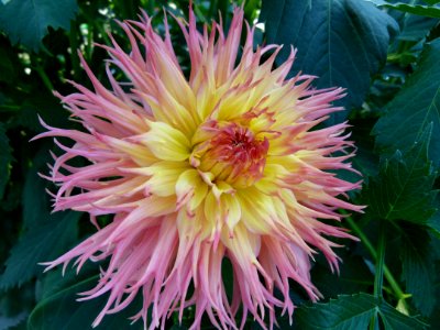 Concours international du Dahlia 2012 au Parc Floral de Paris 65