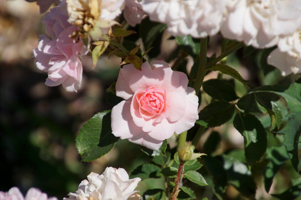 Pink white blossom