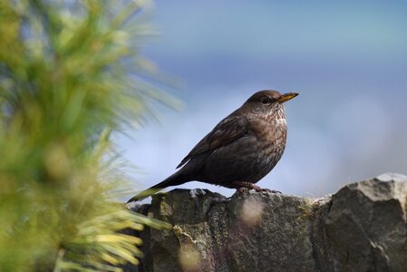 Nature animal plumage