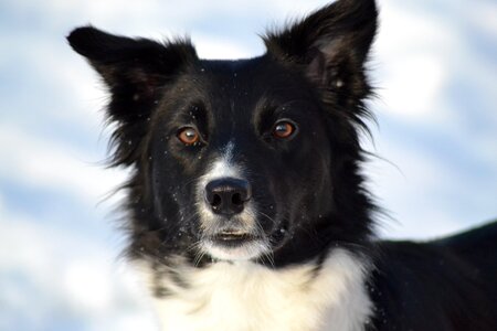 Dog border collie winter picture photo