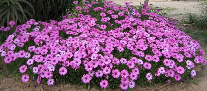 Spring nature petals