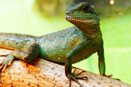 Water animal reptile