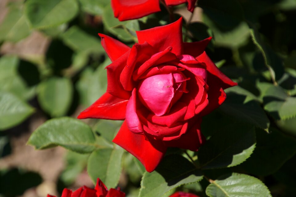 Red purple blossom