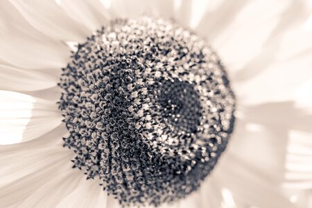 Bloom close up macro