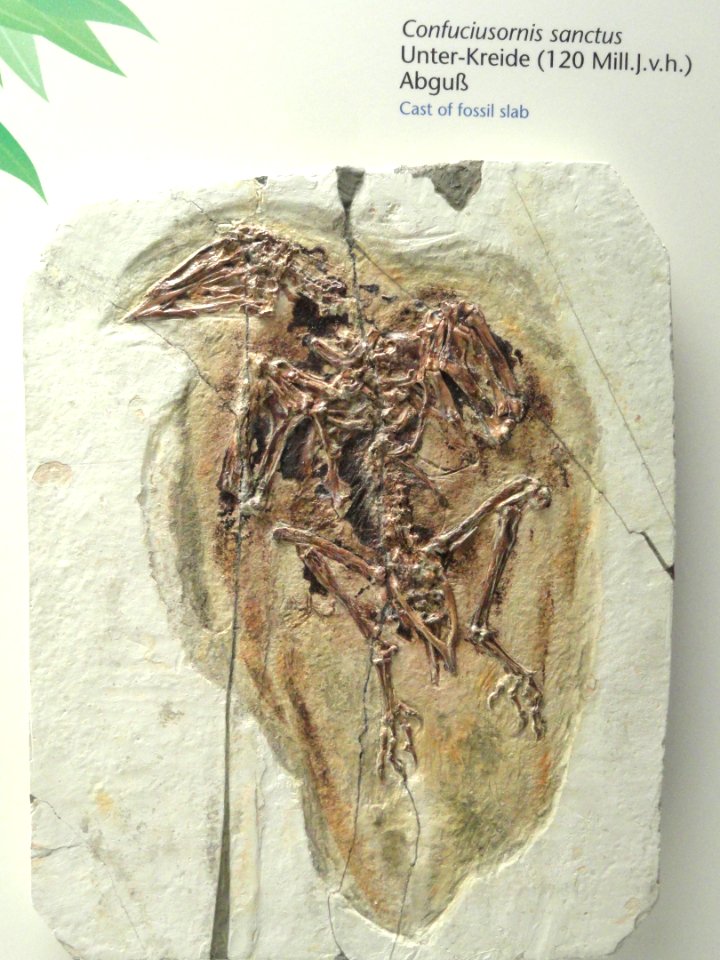Confuciusornis sanctus (cast) - Naturmuseum Senckenberg - DSC02072