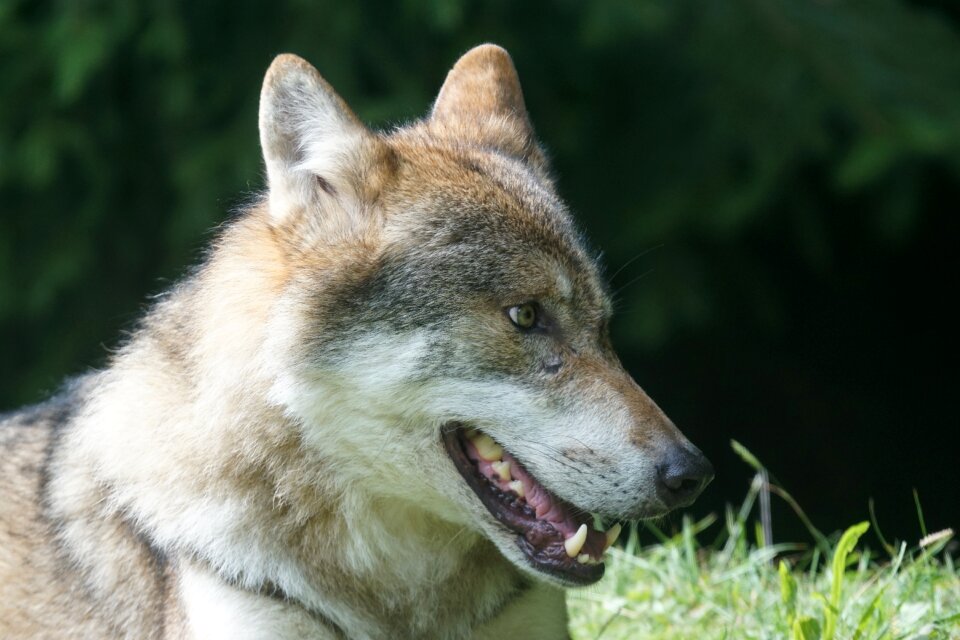 Mammal carnivores pack animal