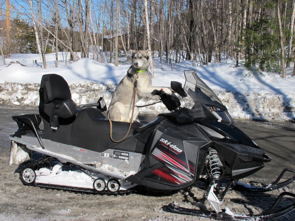 Dog snowmobile québec