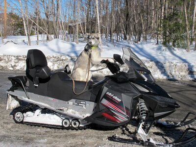 Dog snowmobile québec photo