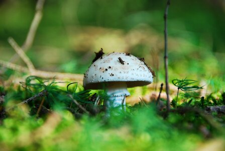 Edible white mushroom forest fruit photo