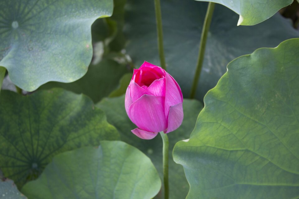 Lotus flowers lotus leaf