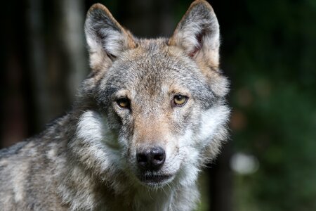 Mammal carnivores pack animal