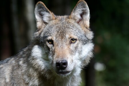 Mammal carnivores pack animal photo