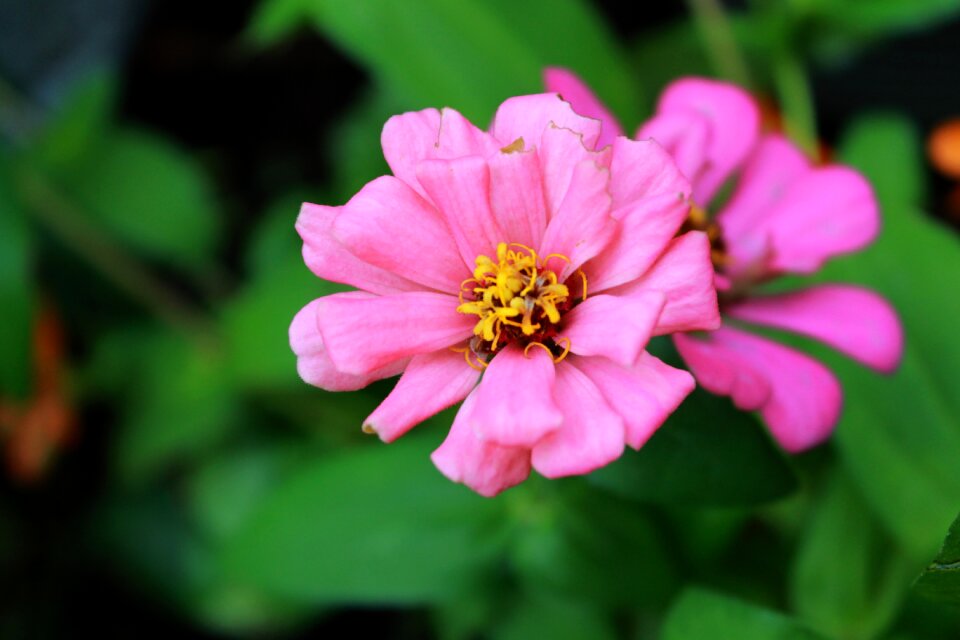 Blossom botanical macro