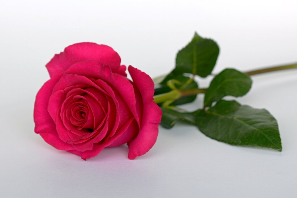 Romance love blossom