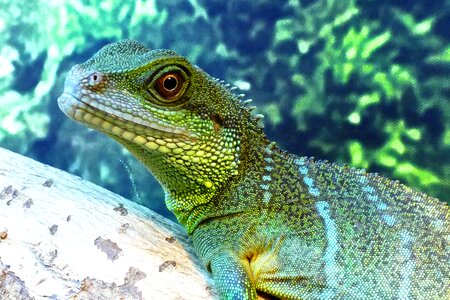 Water animal reptile