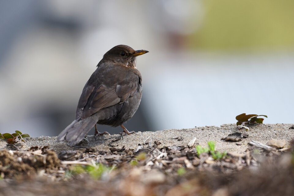 Nature animals songbird