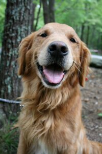 Lab camping golden photo