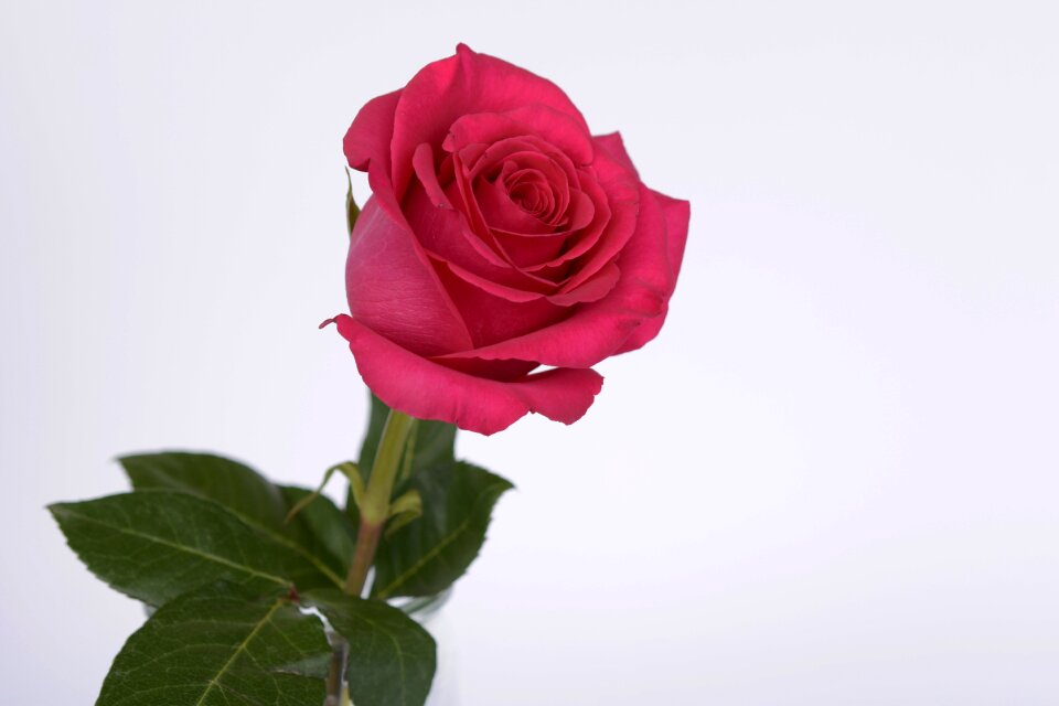 Romance love blossom