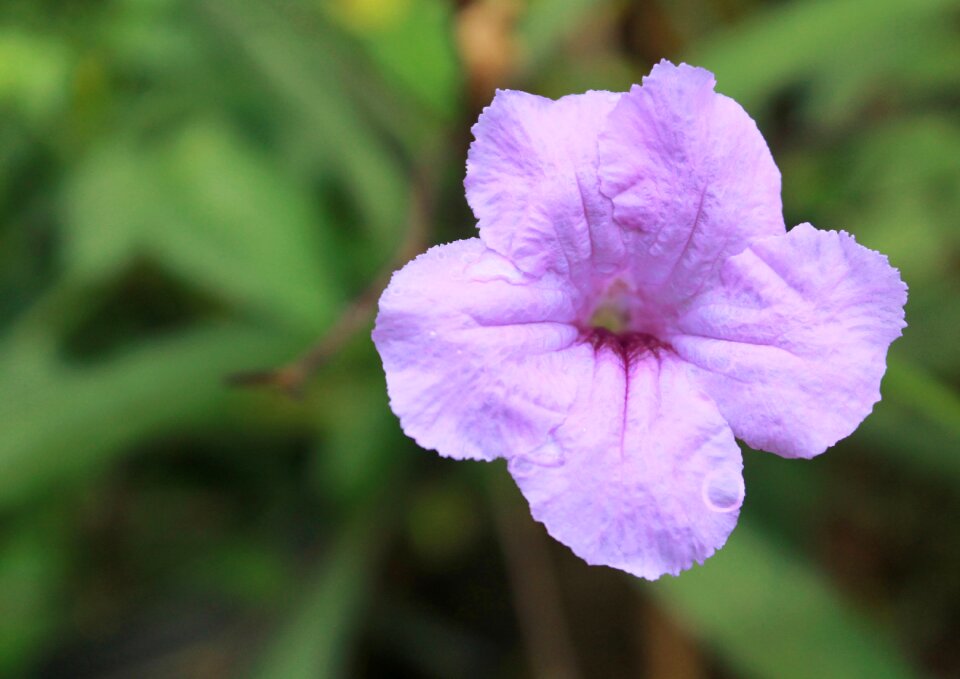 Flower plant purple flower