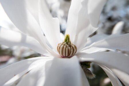 White nature star magnolia photo