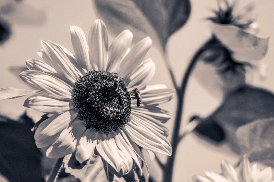 Bloom black and white monochrome