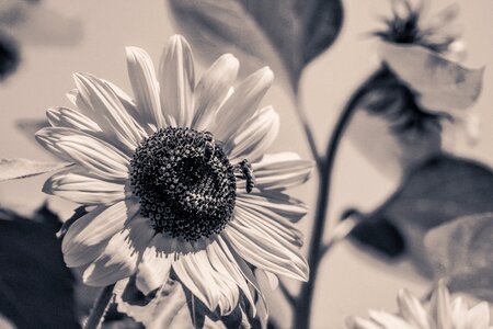 Bloom black and white monochrome photo