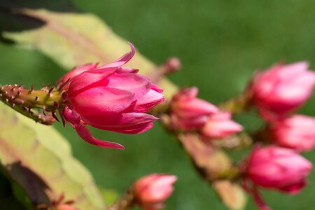 Cactus cactus blossom pink flower