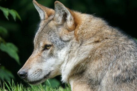 Mammal carnivores pack animal photo