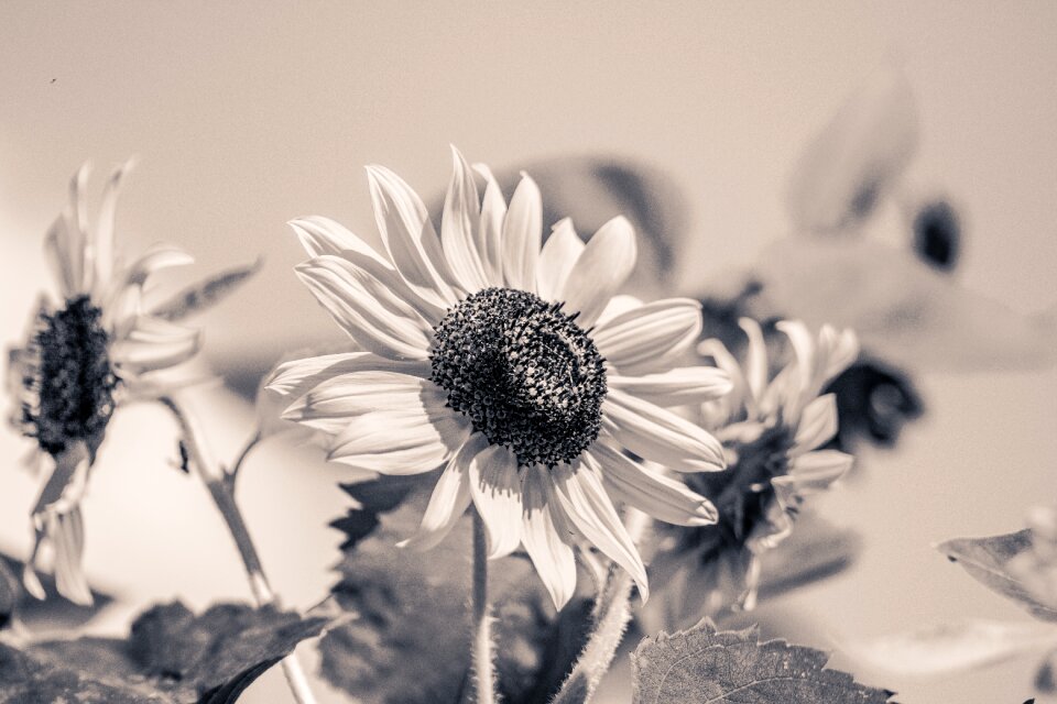 Bloom black and white monochrome