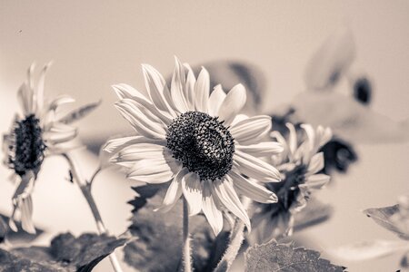 Bloom black and white monochrome