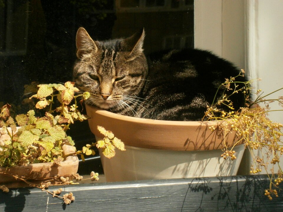 Flower pot relax outdoor