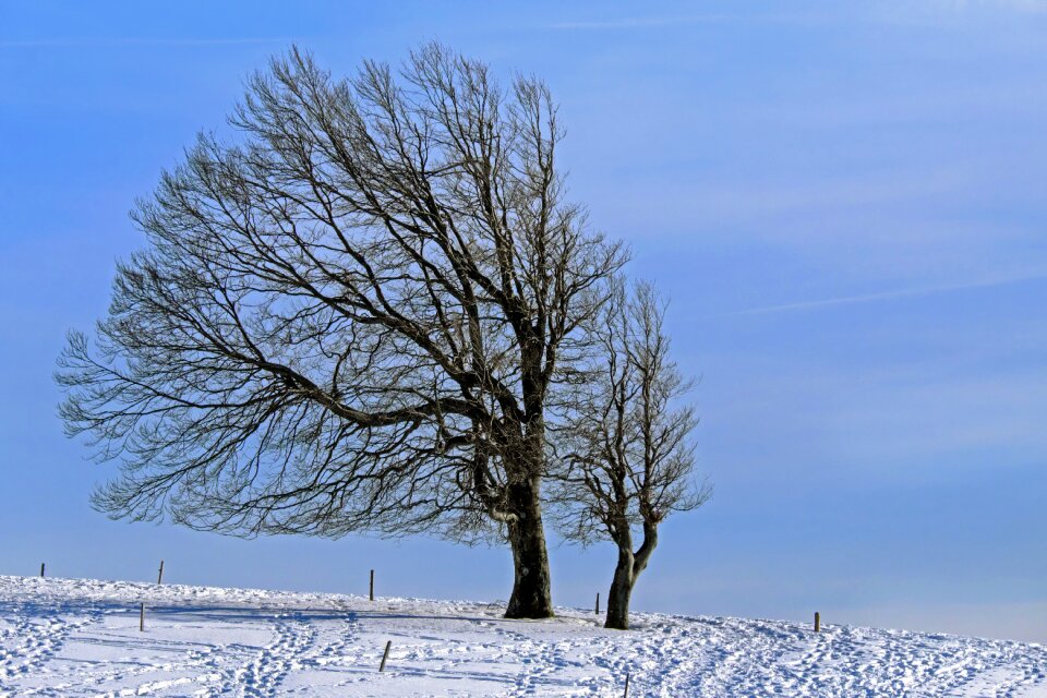 Wind buche winter snow