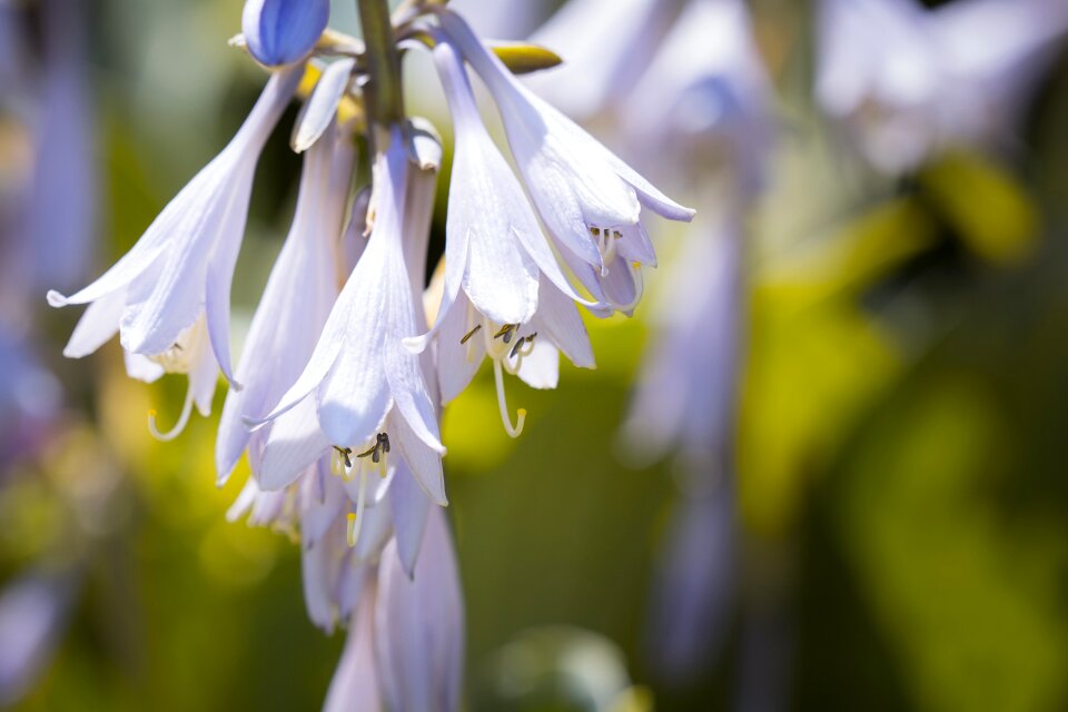 Agavengewächs asparagus-like blossom