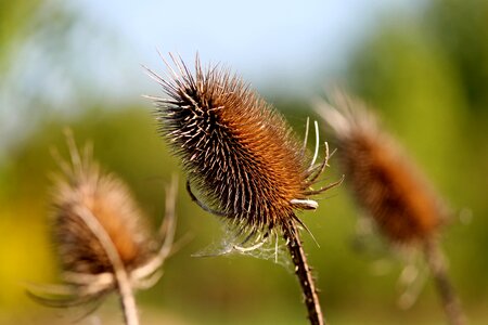 Prickly thistle dipsacaceae