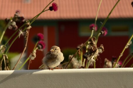 Flower flora musparrow