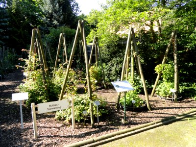 Collection of Rubus species - Botanischer Garten, Frankfurt am Main - DSC02438