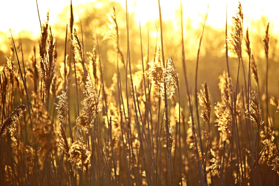River grass nature